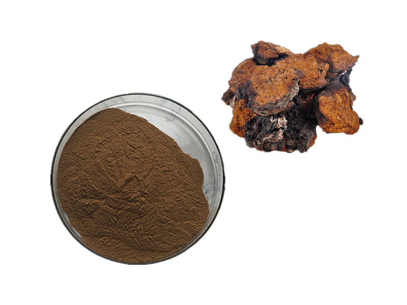 Chaga Mushroom: The Oxidative Shield and Immunomodulatory Catalyst for Deep Cellular Defense
