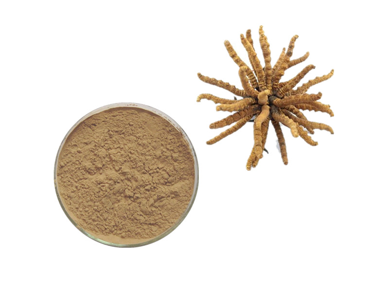Cordyceps: The Bioenergetic Catalyst for Cellular Vitality and Immunological Resilience