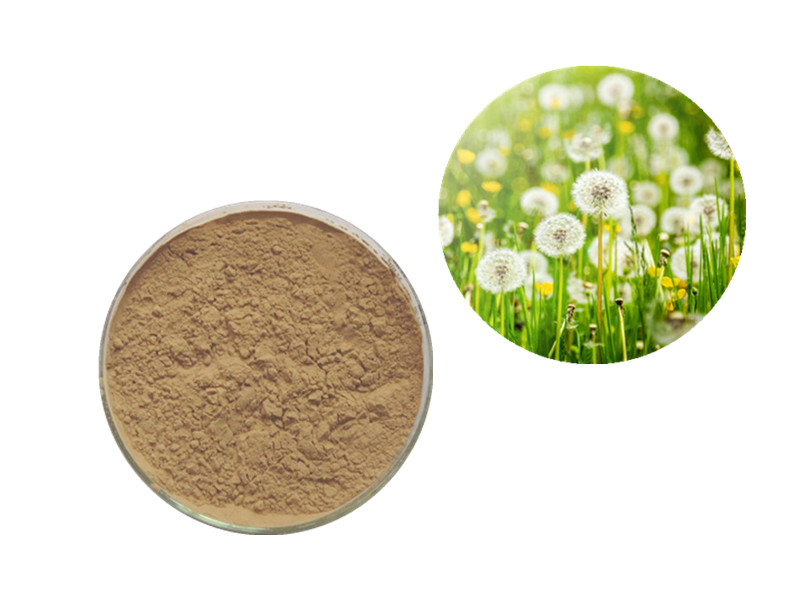 Dandelion Root Extract: The Hepatobiliary Catalyst for Metabolic Detoxification and Microbiome Integ