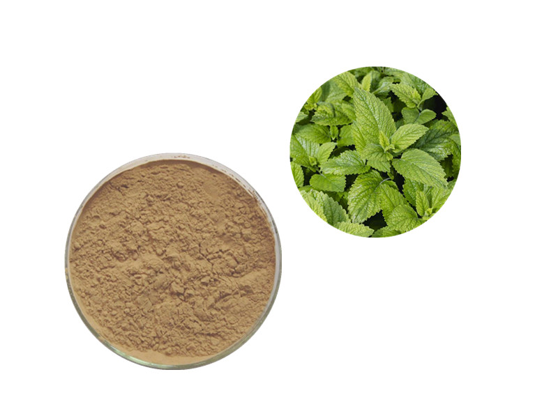 Lemon Balm: The "Terpene-Rich" Neurological Softener for Sleep Continuity and Cognitive Calm