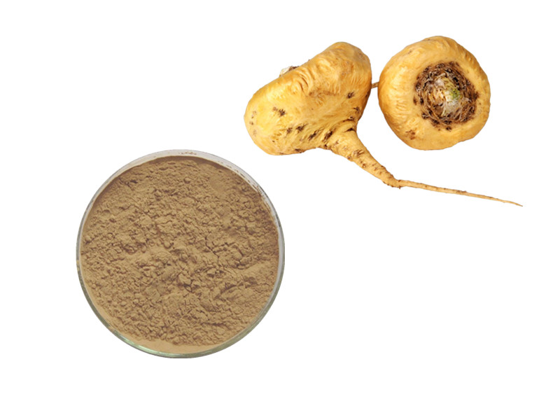 Maca Extract: The Endocrine Adaptogen for Male Vitality, Hormonal Homeostasis, and Physical Resilien