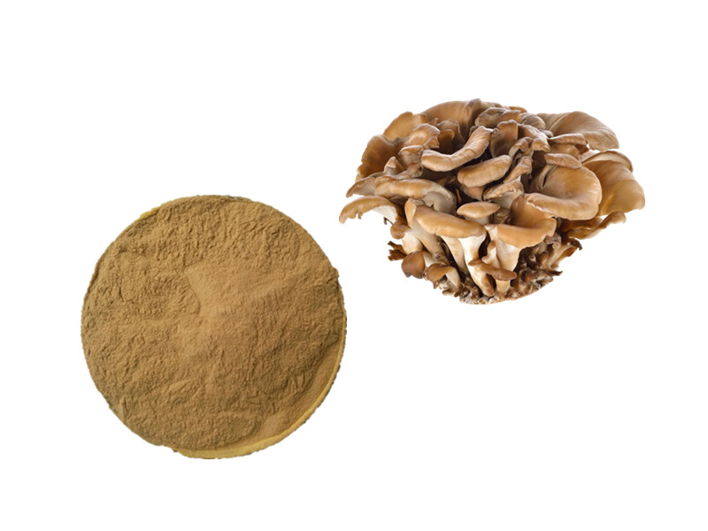 Maitake Mushroom: The D-Fraction Catalyst for Innate Vigor and Cellular Intelligence