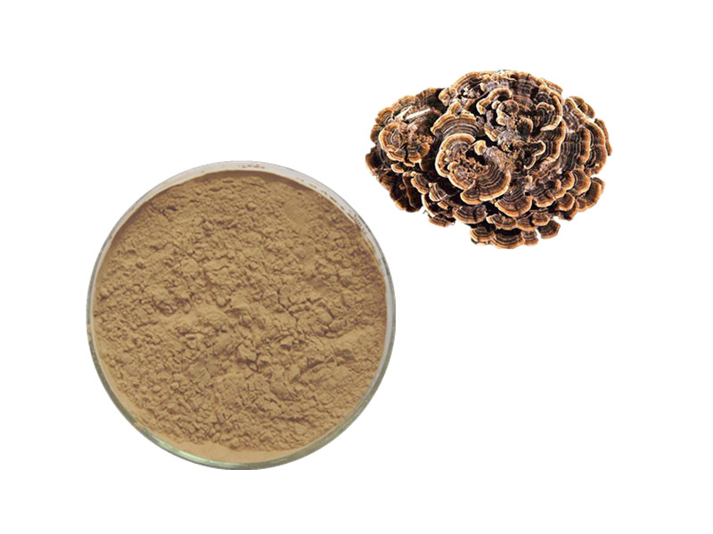 Turkey Tail Mushroom: The Proteoglycan Powerhouse for Immunological Surveillance and Precision