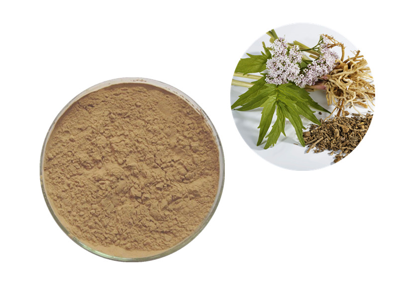 Valerian Root: The GABAergic "Neurological Anchor" for Circadian Restoration and Sleep Latency