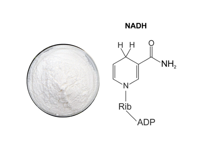 NADH: The Biological Spark Plug for Mitochondrial Power