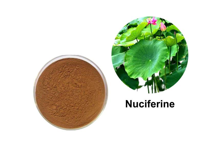 What Is Nuciferine? The Science-Backed Benefits of Lotus Leaf Extract for Metabolic Health