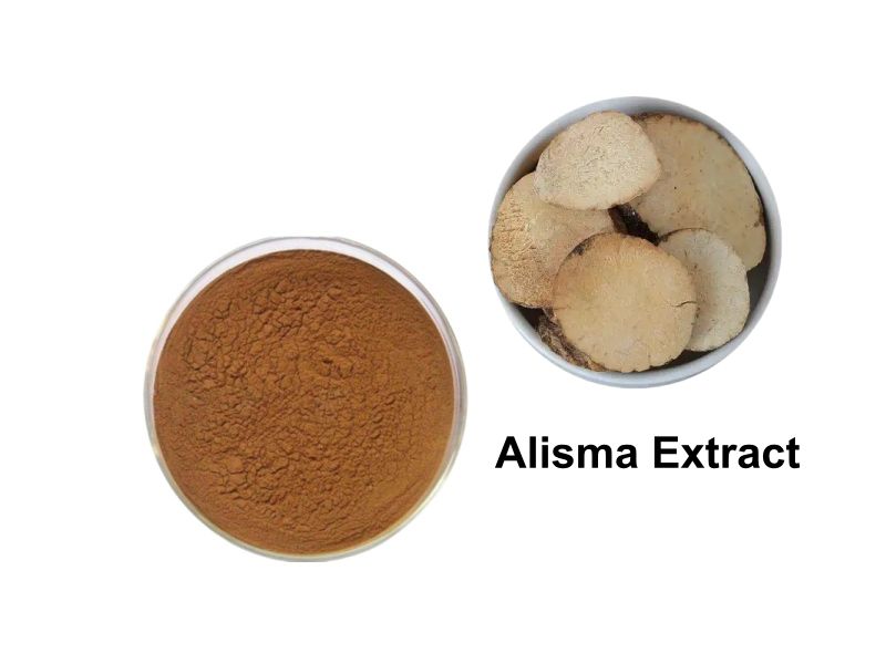 Alisma Extract for Weight Loss: The Science of Fluid Regulation and Lipid Metabolism